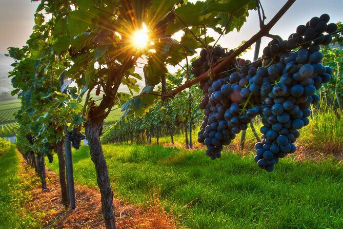 Wine Tasting in Frascati from Rome - Frascati and Castelli Romani: a simple wine-country escape