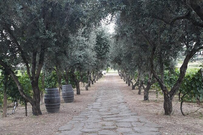 Wine Tasting in Frascati from Rome - Who this Frascati tasting is perfect for