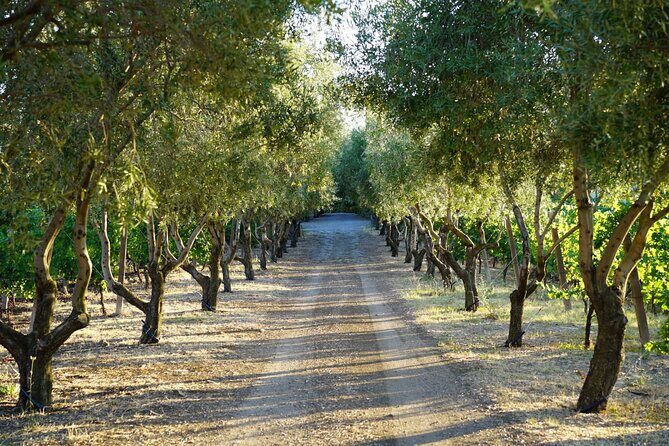 Wine Tasting in Frascati from Rome - The private 3-hour format (and why it’s good value)