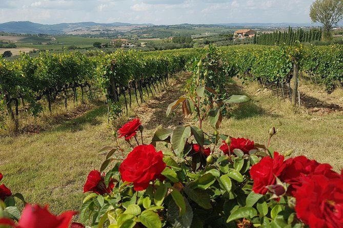 Wine tasting in Montepulciano and visit to Pienza, in Tuscany from Rome - Who should book this Montepulciano and Pienza day trip?
