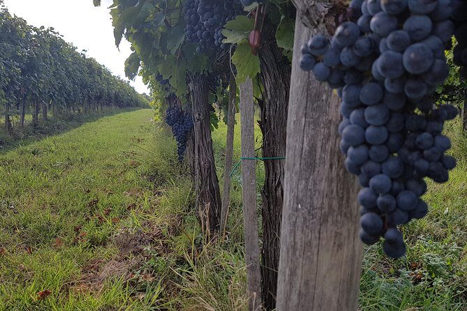 Wine tasting in Montepulciano and visit to Pienza, in Tuscany from Rome - Montepulciano on foot: Torre di Pulcinella and the Duomo triptych