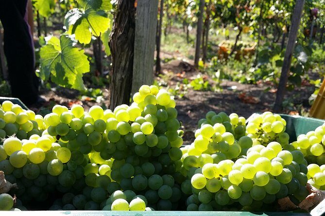 Wine Tour and Lunch with Winetasting and Vineyard Visit - Key highlights to look forward to