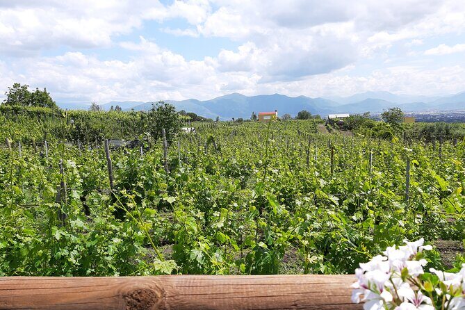 Wine Tour and Lunch with Winetasting and Vineyard Visit - A Naples wine day that starts with pickup, not guesswork