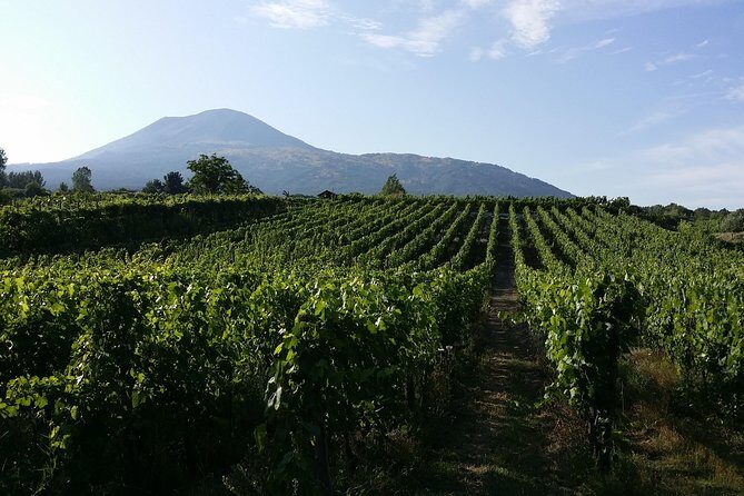 Wine Tour and Lunch with Winetasting and Vineyard Visit - Practical things to know before you go
