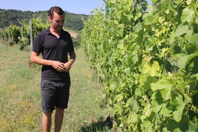 Winery tour and wine, cheese & charcuterie tasting - The 2-hour rhythm: vineyard, cellar, barrel rooms, then tasting