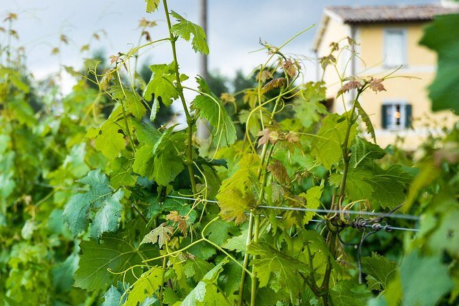 Winery tour and wine & cheese tasting - Bonus Touches You Might Notice During Your Visit