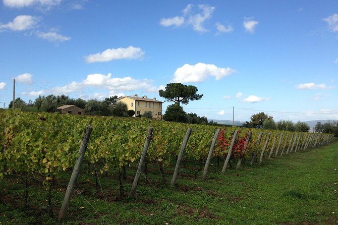 Winery tour and wine & cheese tasting - The Cellar Tour: How Grapes Become Wine